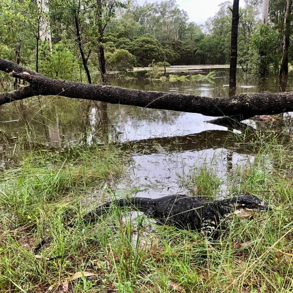Jac rescued