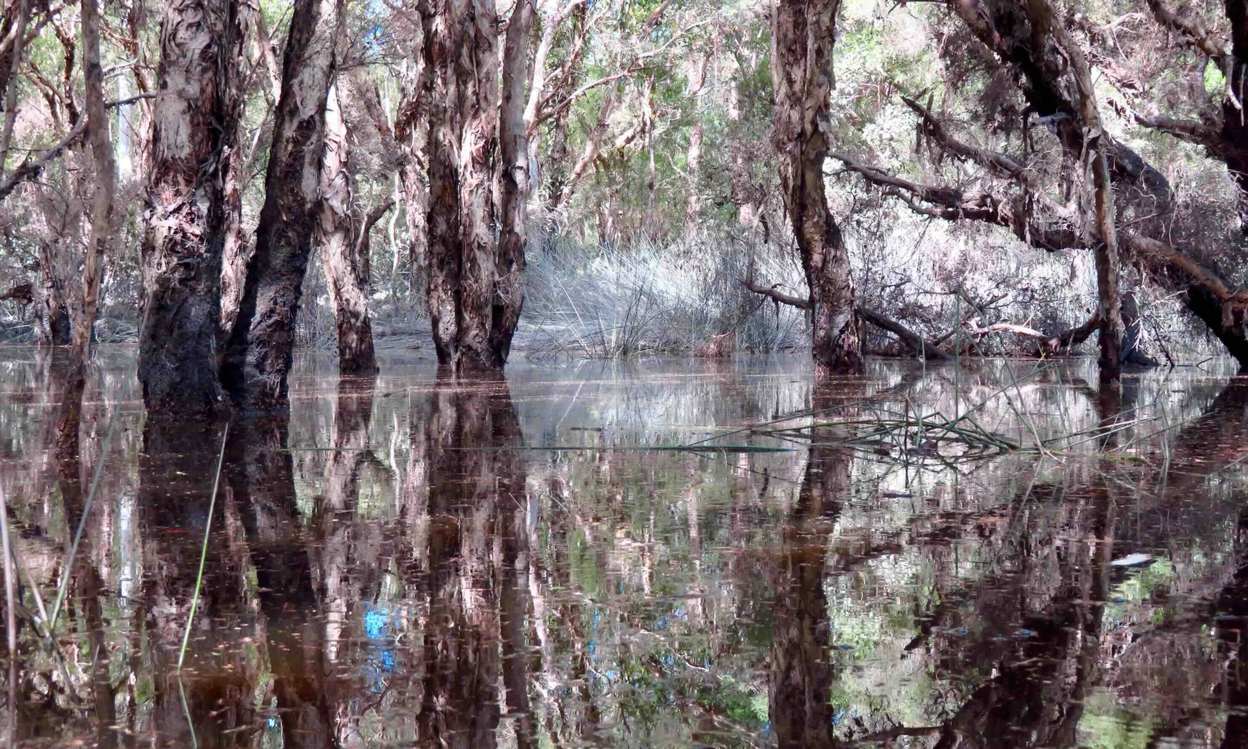 Wetland after flooding 1
