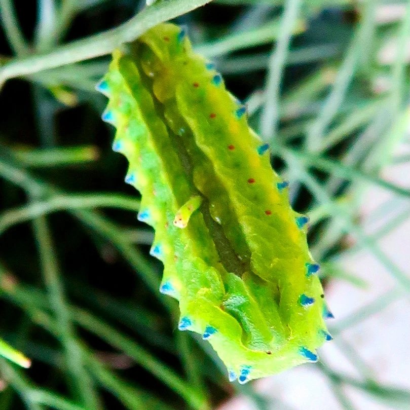 Wattle Cup Moth
