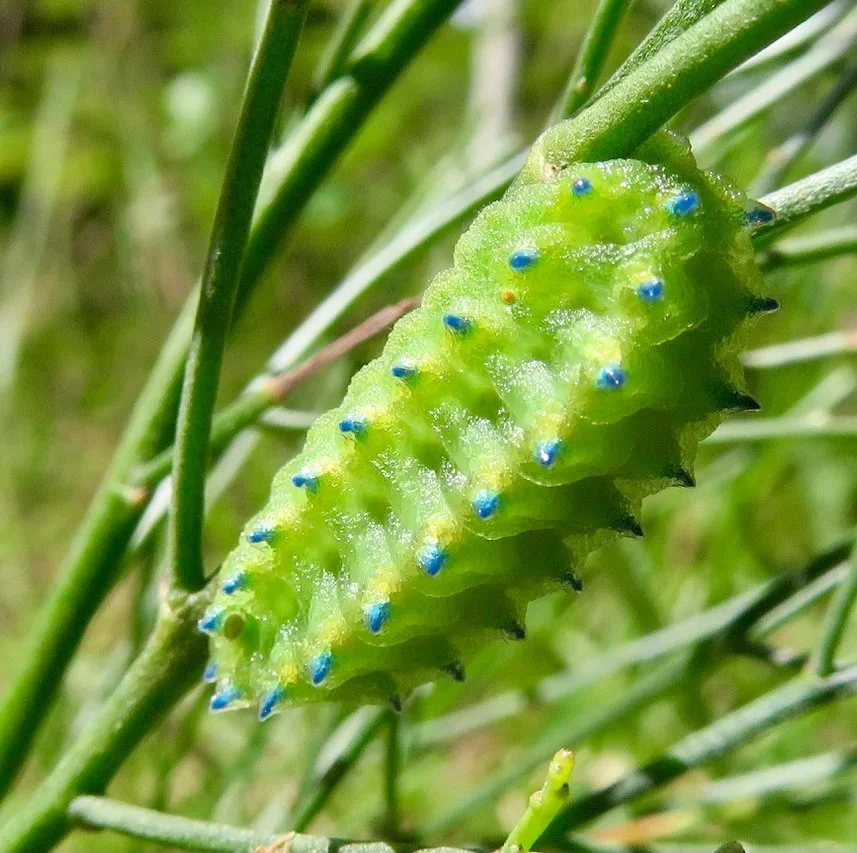 Wattle Cup Moth
