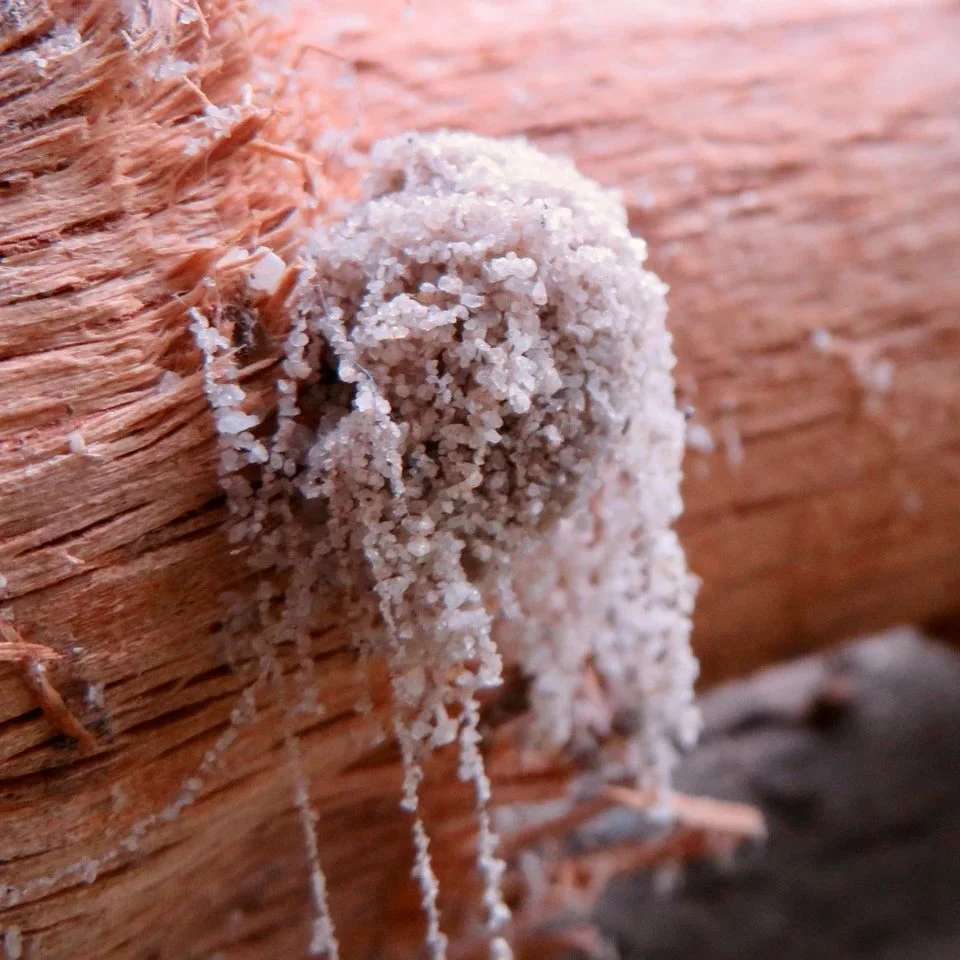 Wattle Cup Moth cocoon