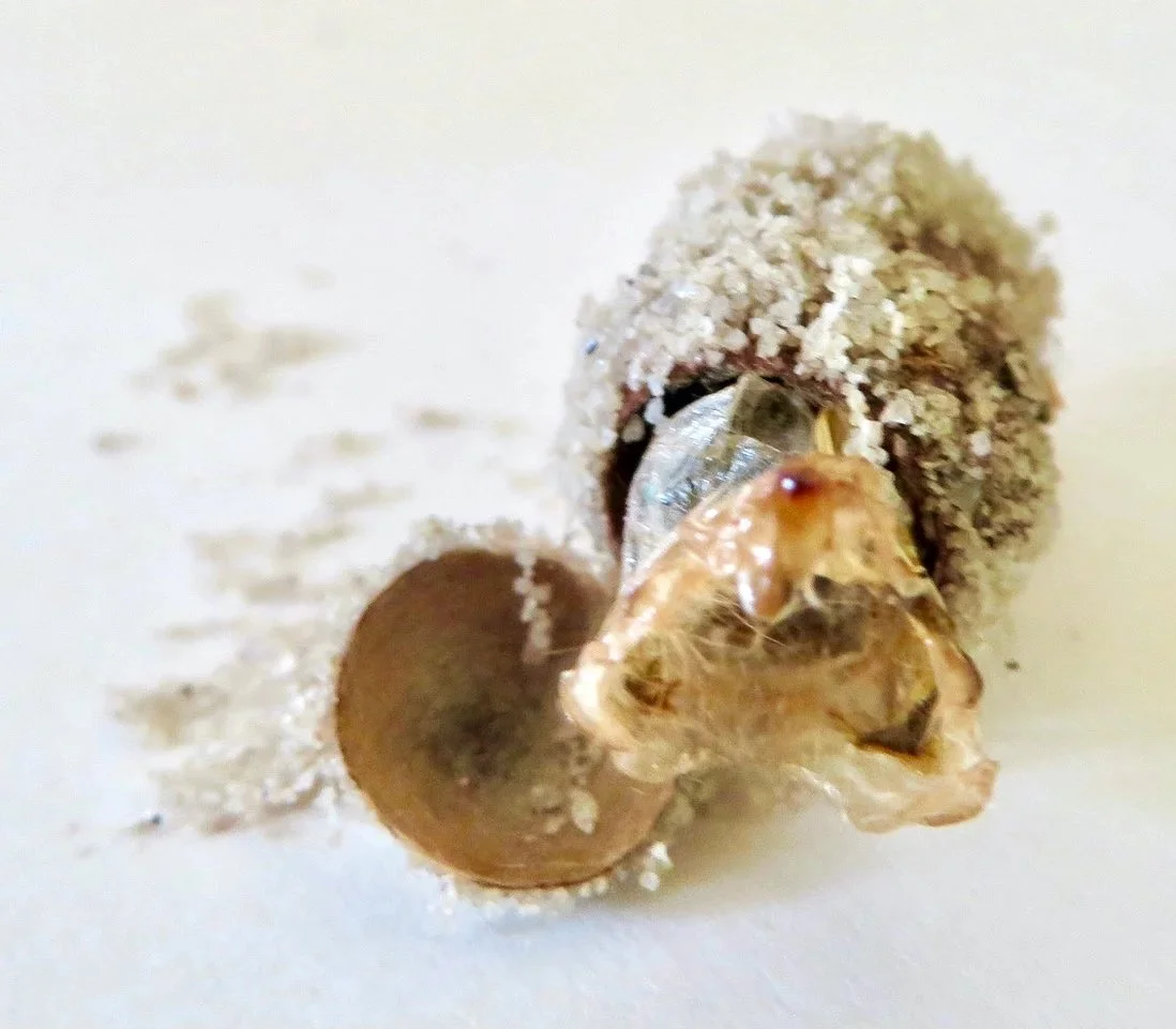 Wattle Cup Moth