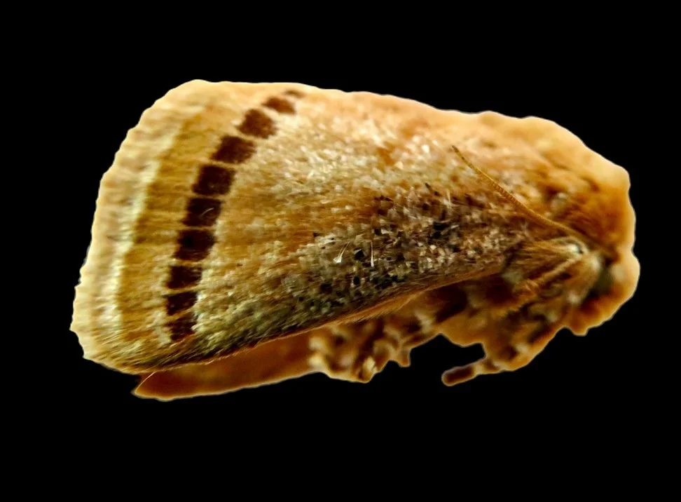 Wattle Cup Moth
