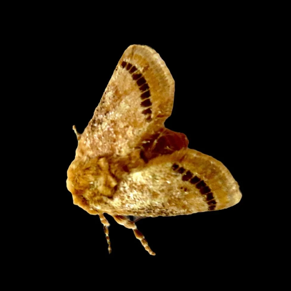 Wattle Cup Moth (Calcarifera ordinata)