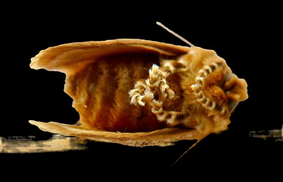 Wattle Cup Moth