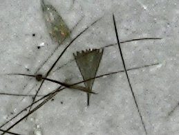 Wattle Cup Moth scales