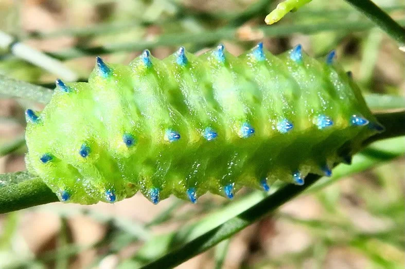 Solved: The mystery of an unknown caterpillar …….
