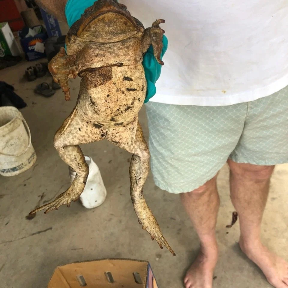 Can toad 552g!
