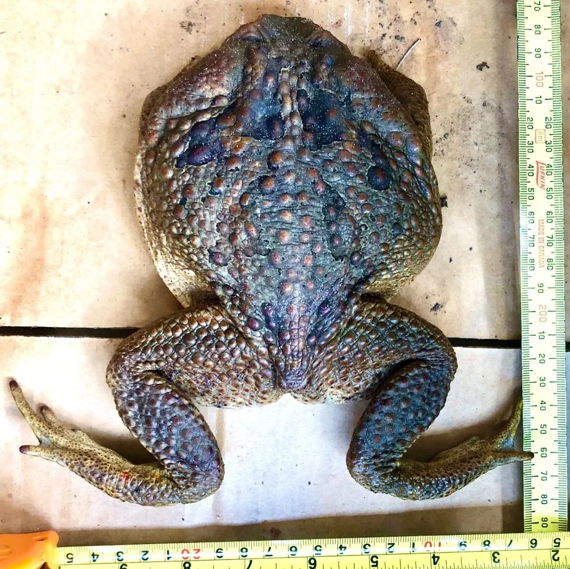 Can toad 552g!