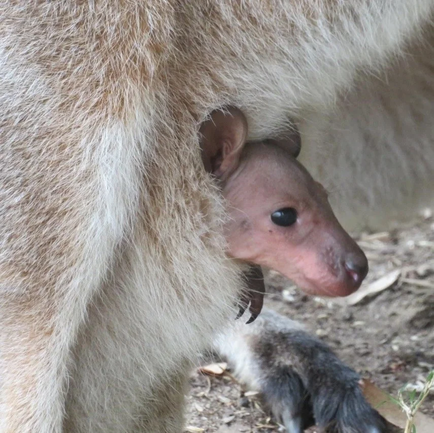 Red-necked wallaby with joey's pink head out of the pouch