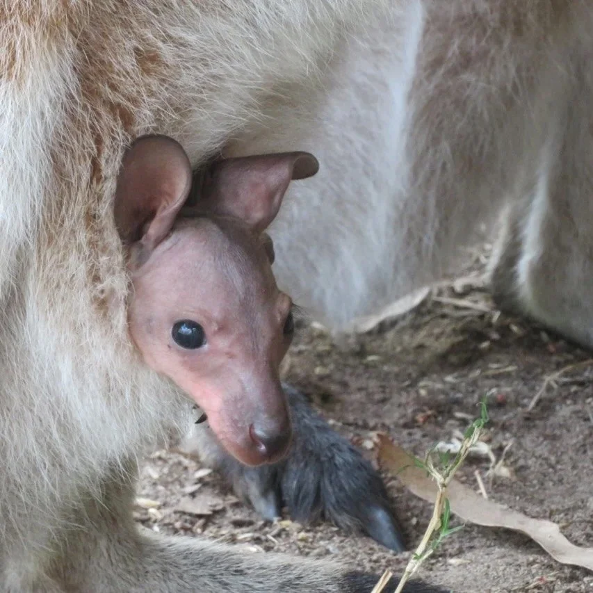 Red-necked wallaby with joey's pink head out of the pouch