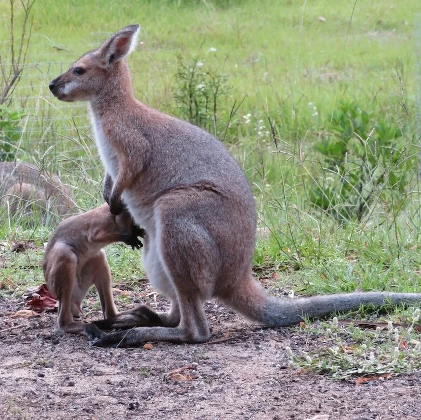 Red-necked wallaby and joey