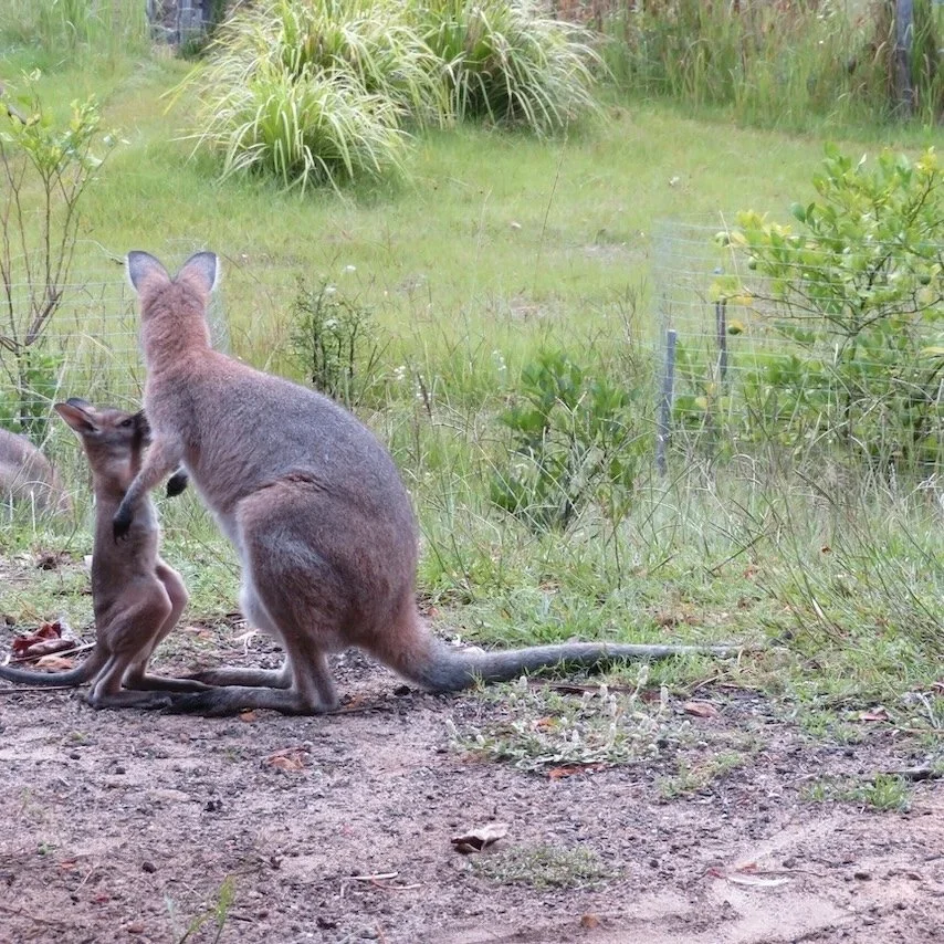 Red-necked wallaby and joey