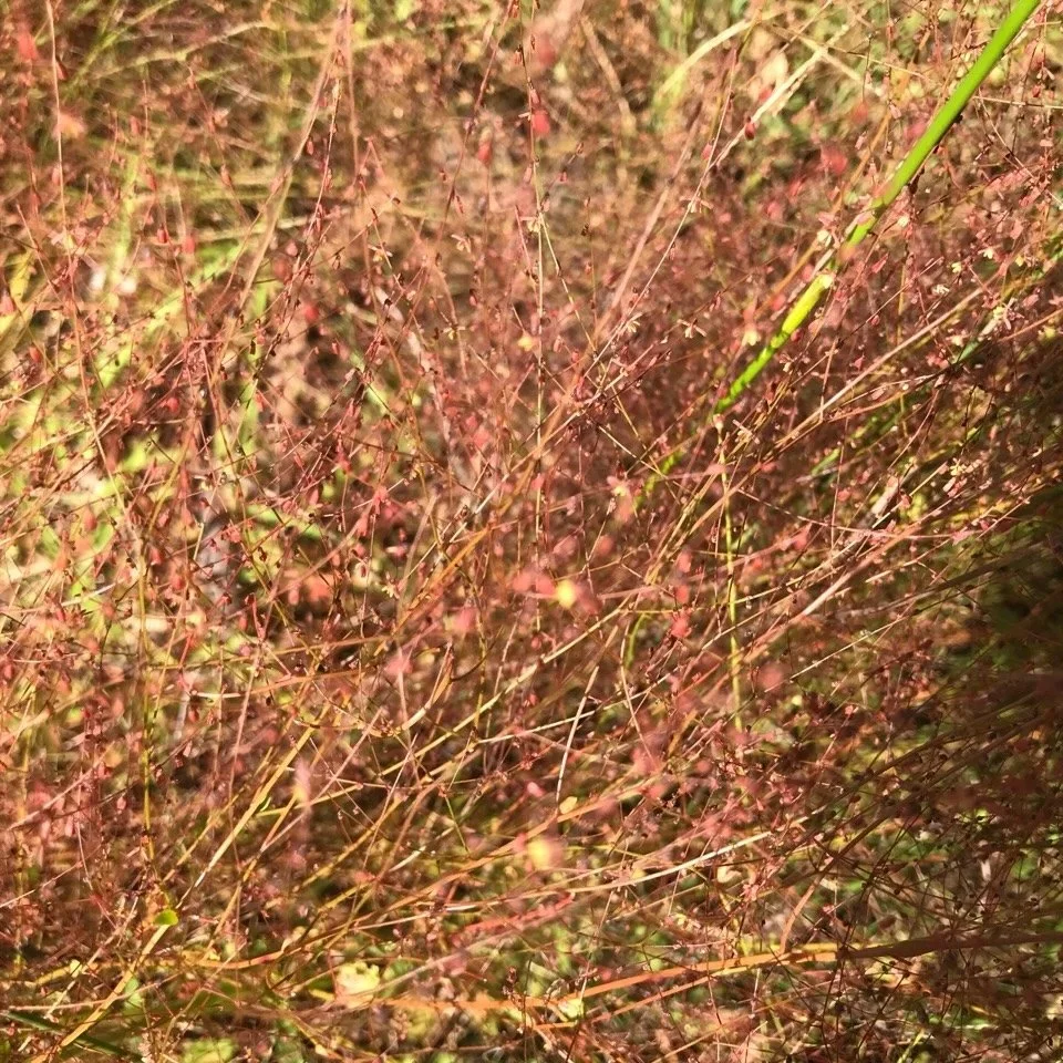 Rambling raspwort in flower