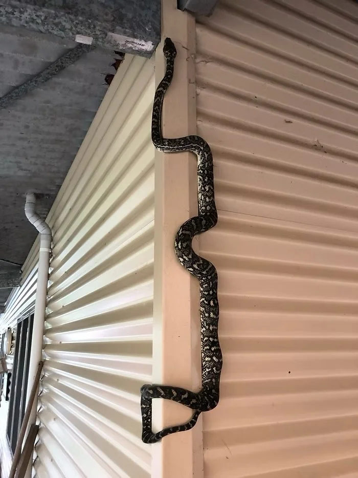 Carpet pythons (Morelia spilota)