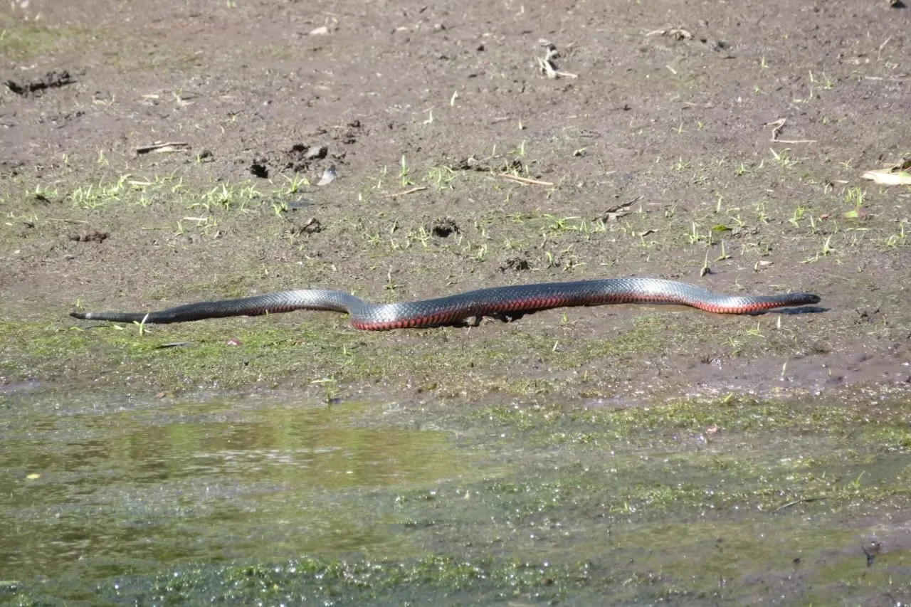 Red-bellied black snake (Pseudechis porphyriacus)