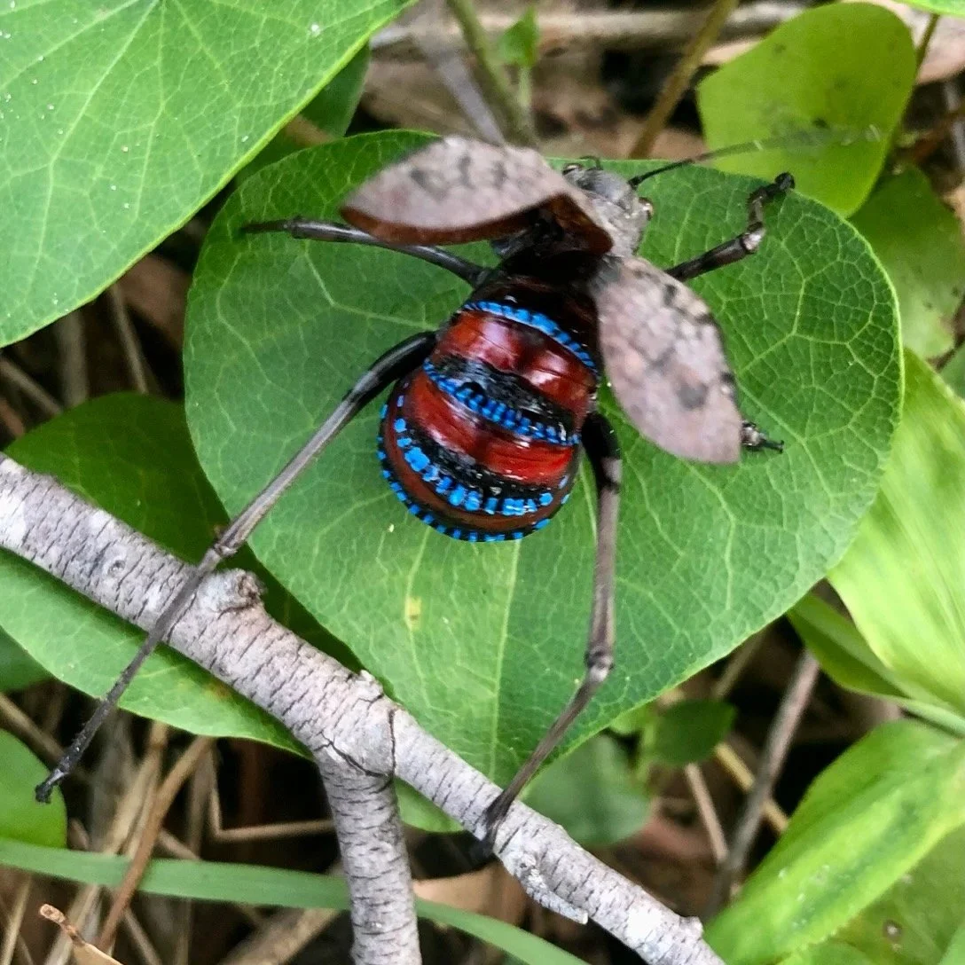 Mountain Katydid - Acripeza reticulata - on display