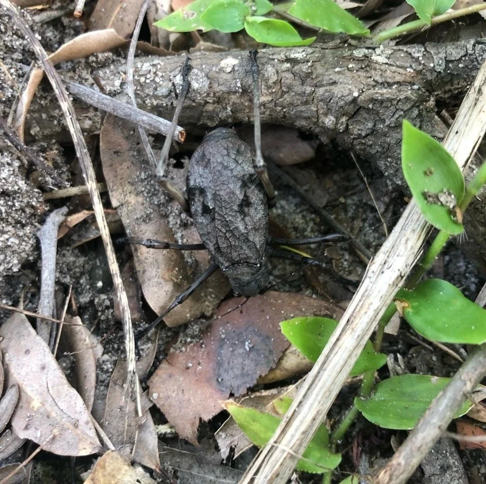Female Mountain Katydid (Acripeza reticulata) hiding