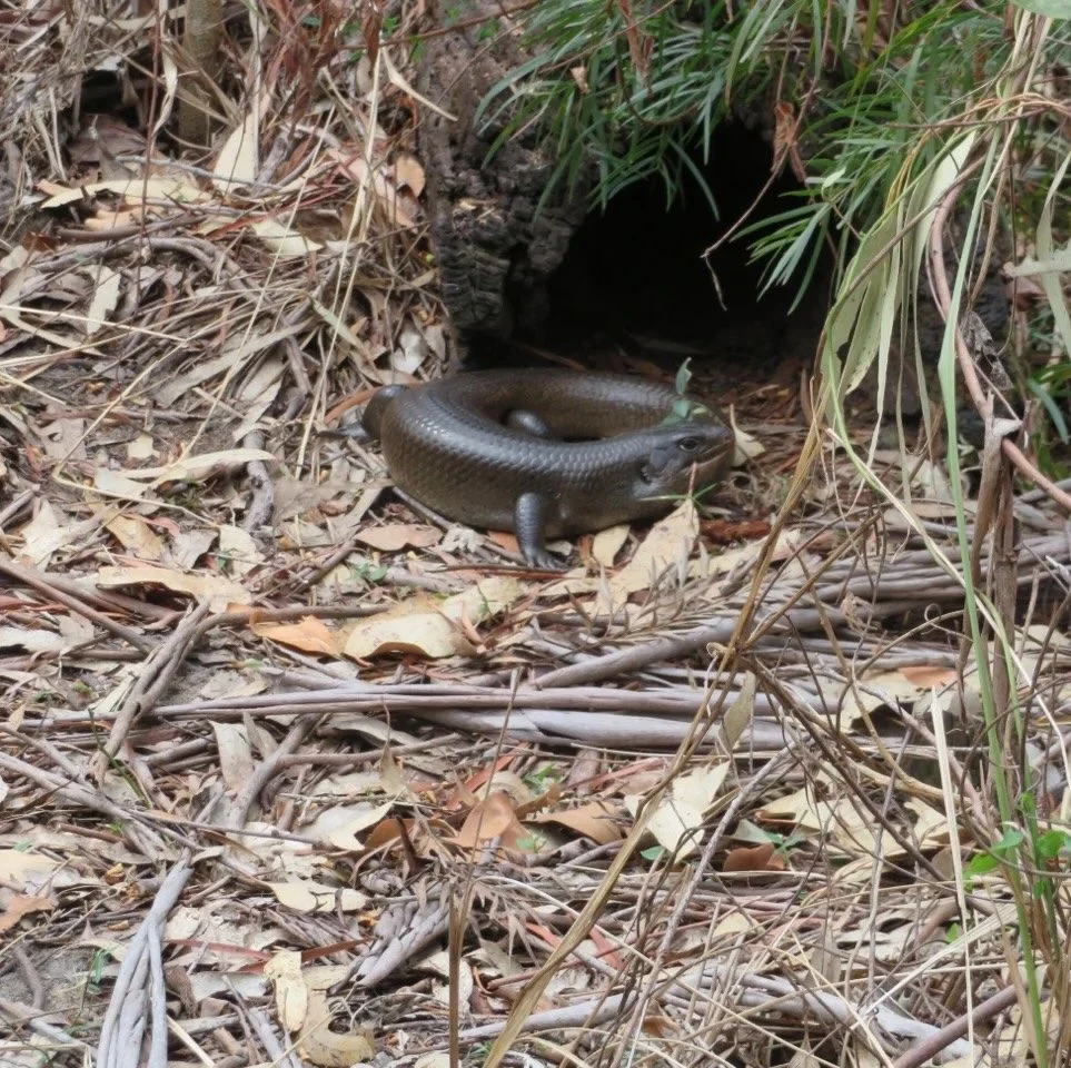 Land mullet (Bellatorias major) near hollow log home