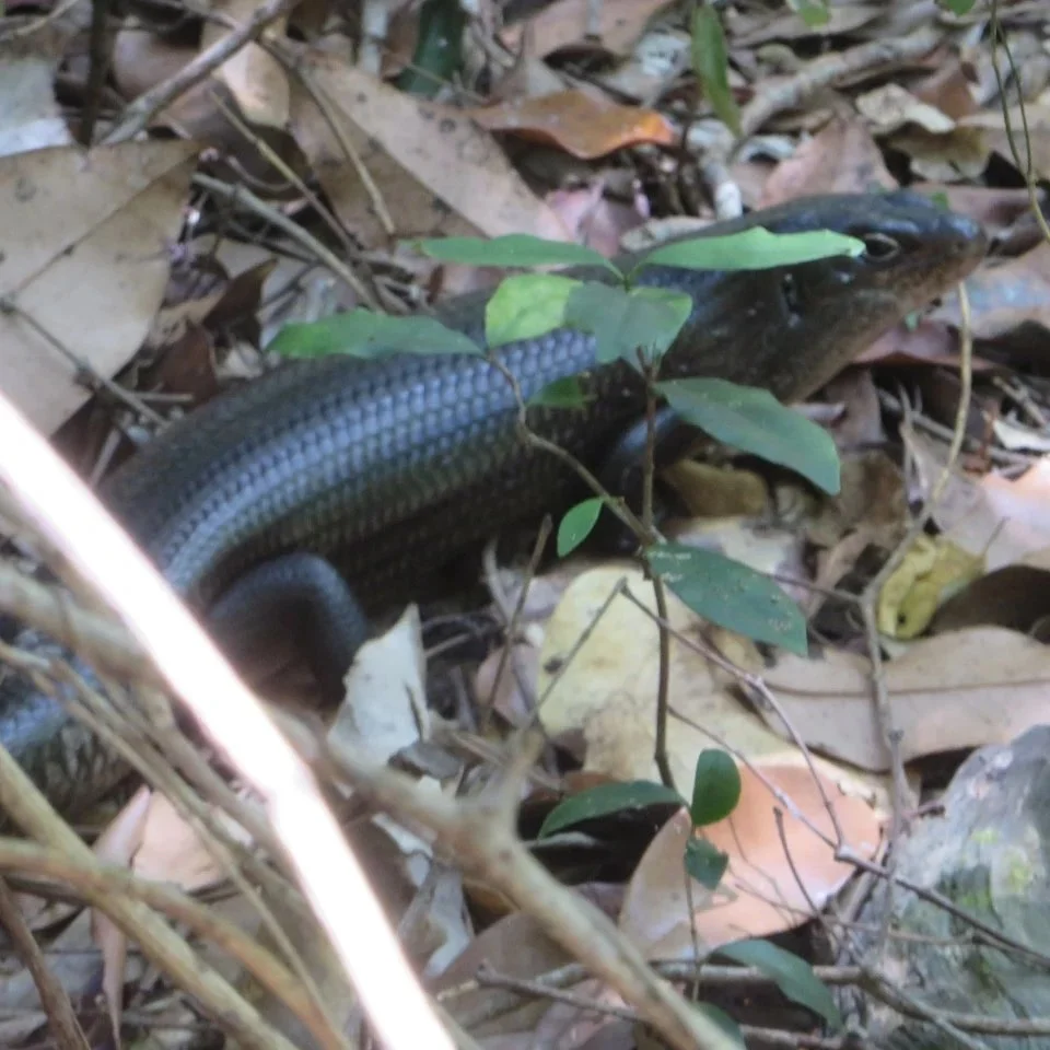 Land mullet (Bellatorias major)