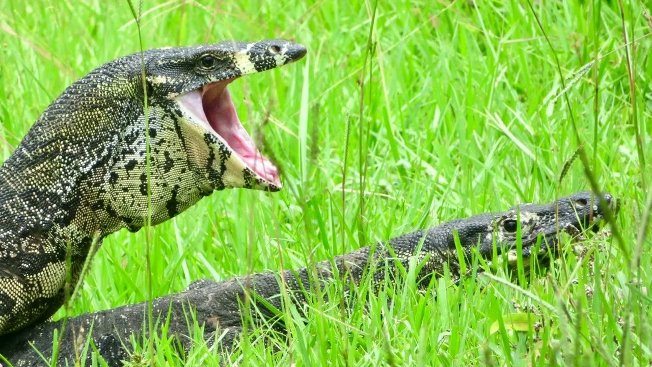 Australian Goanna Mating