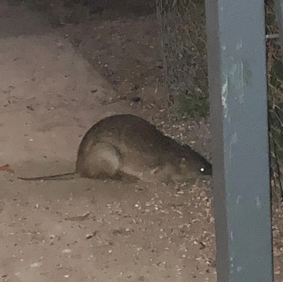 Bandicoot