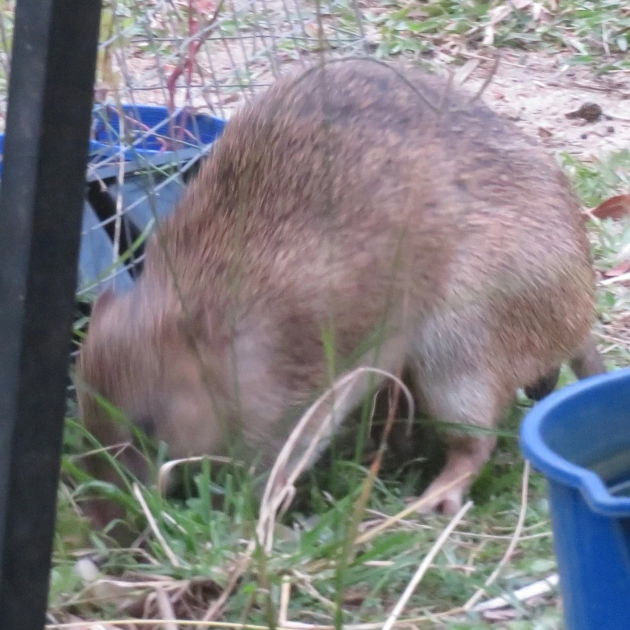 bandicoot