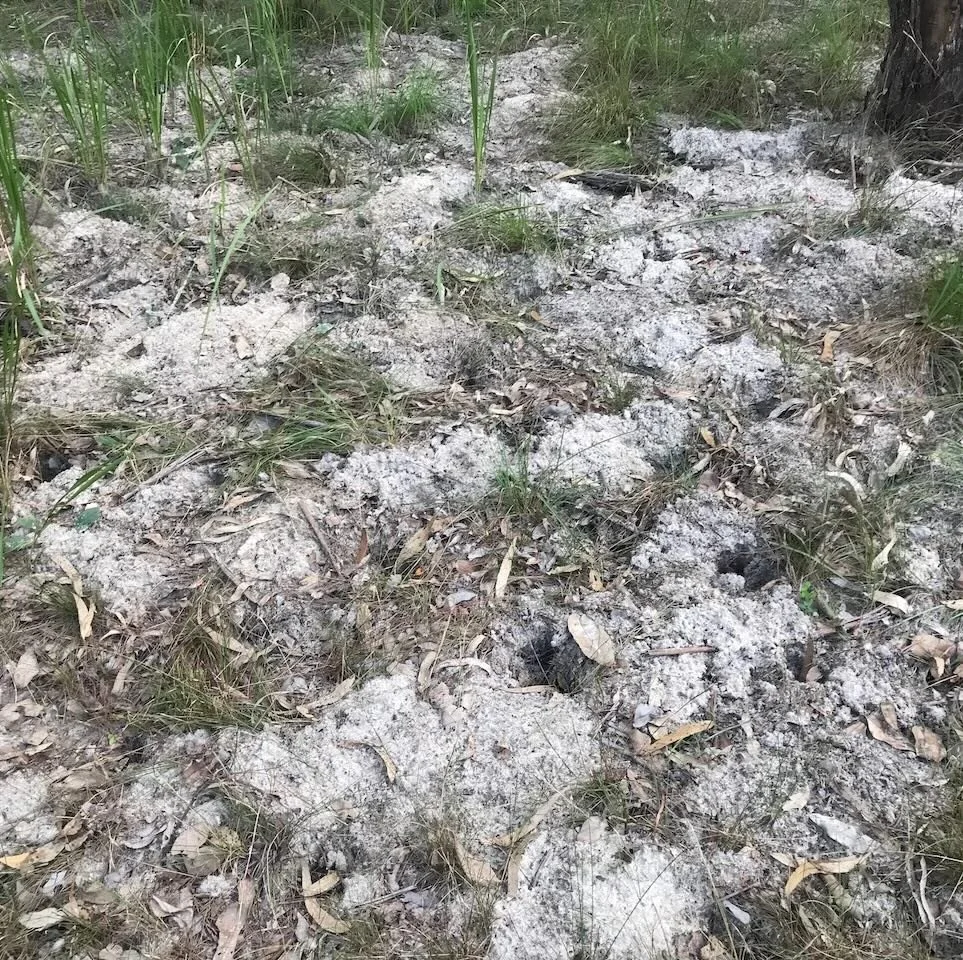 Bandicoot diggings
