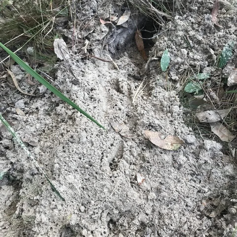 Bandicoot holes are conical as the bandicoot digs for food.