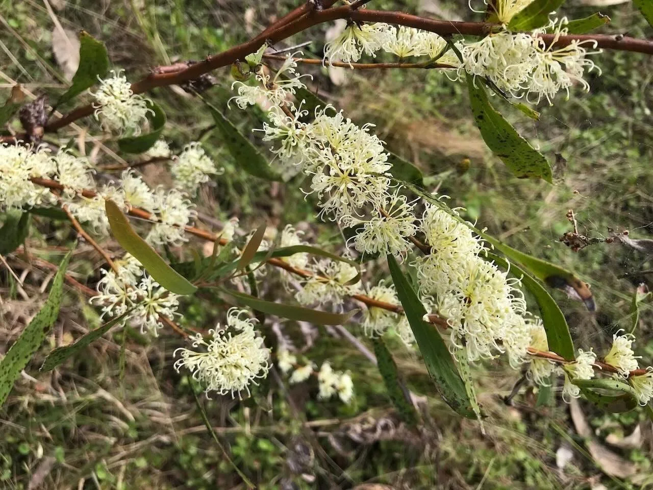 Three-nerved willow hakea