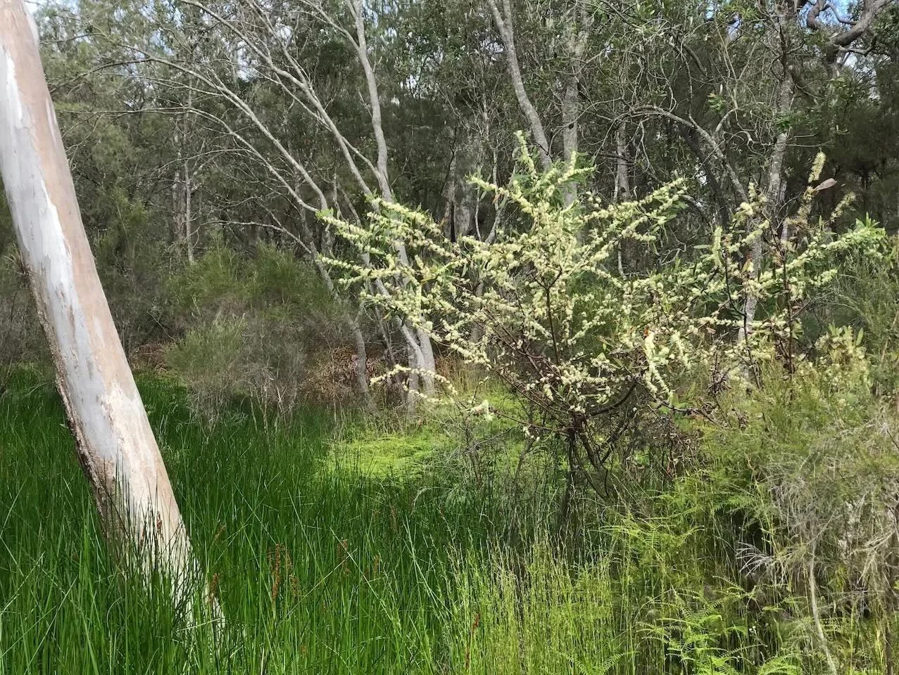 Three-nerved willow hakea