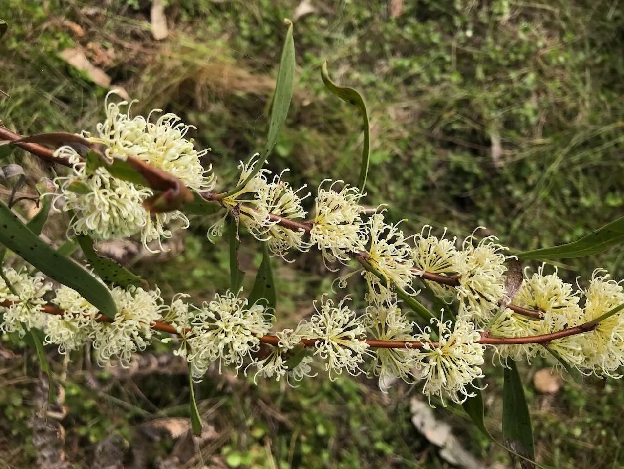 Three-nerved willow hakea