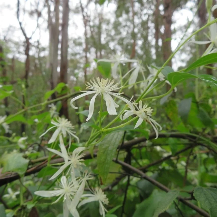 Travellers joy (Clematis glycinoides) in flower