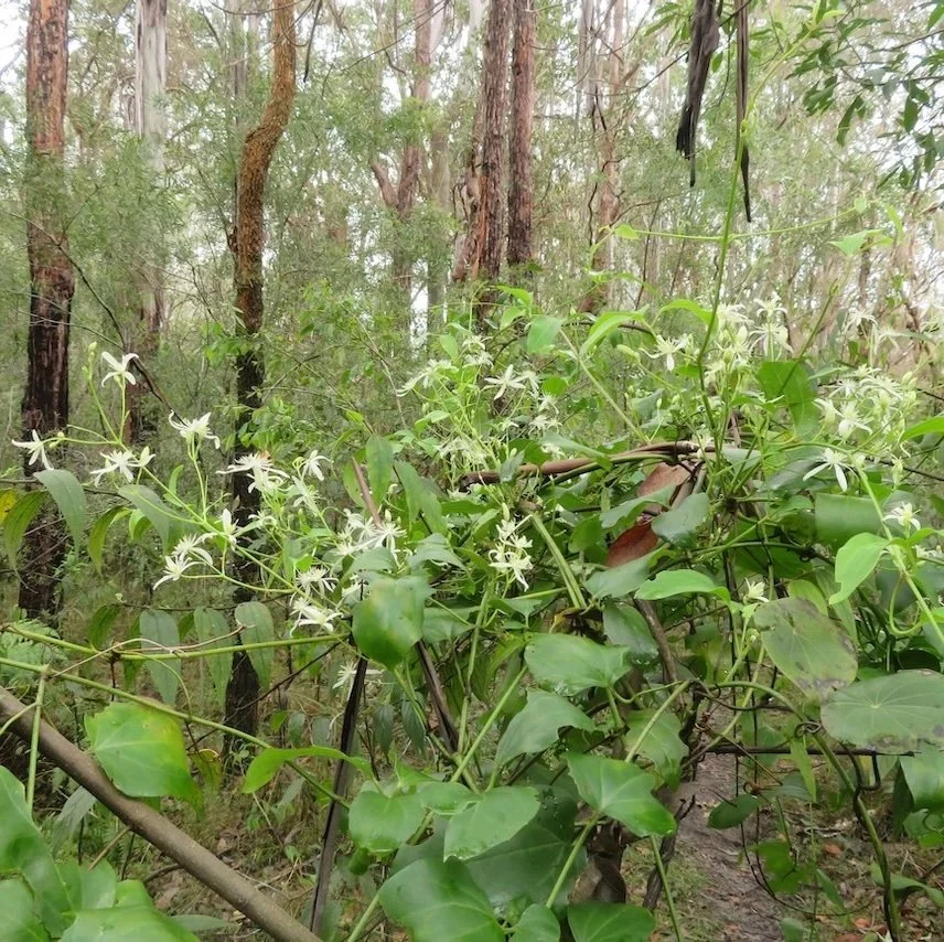 Travellers joy (Clematis glycinoides) in flower