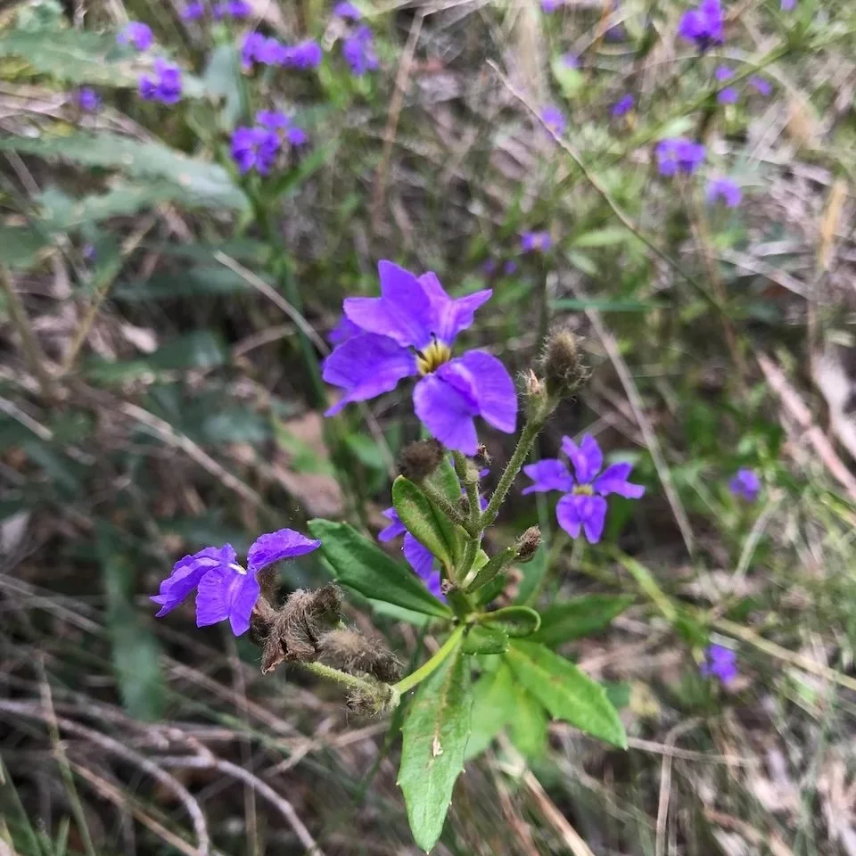 Blue Dampiera (Dampiera syvestris) in flower
