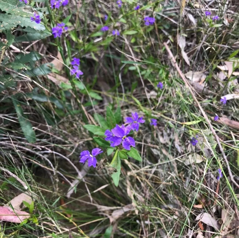 Blue Dampiera (Dampiera syvestris) in flower