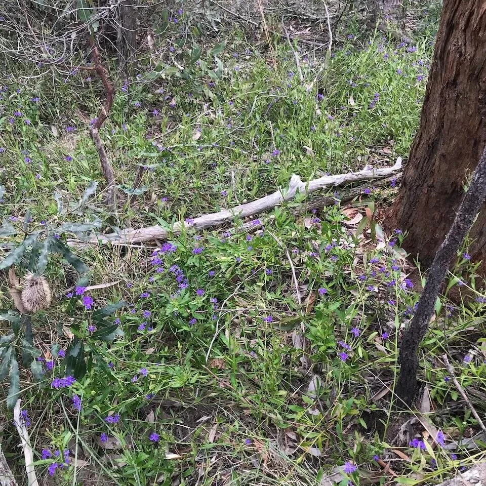 Blue Dampiera (Dampiera syvestris) in flower
