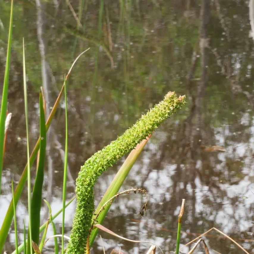 Water ribbons (Cycnogeton procerum)