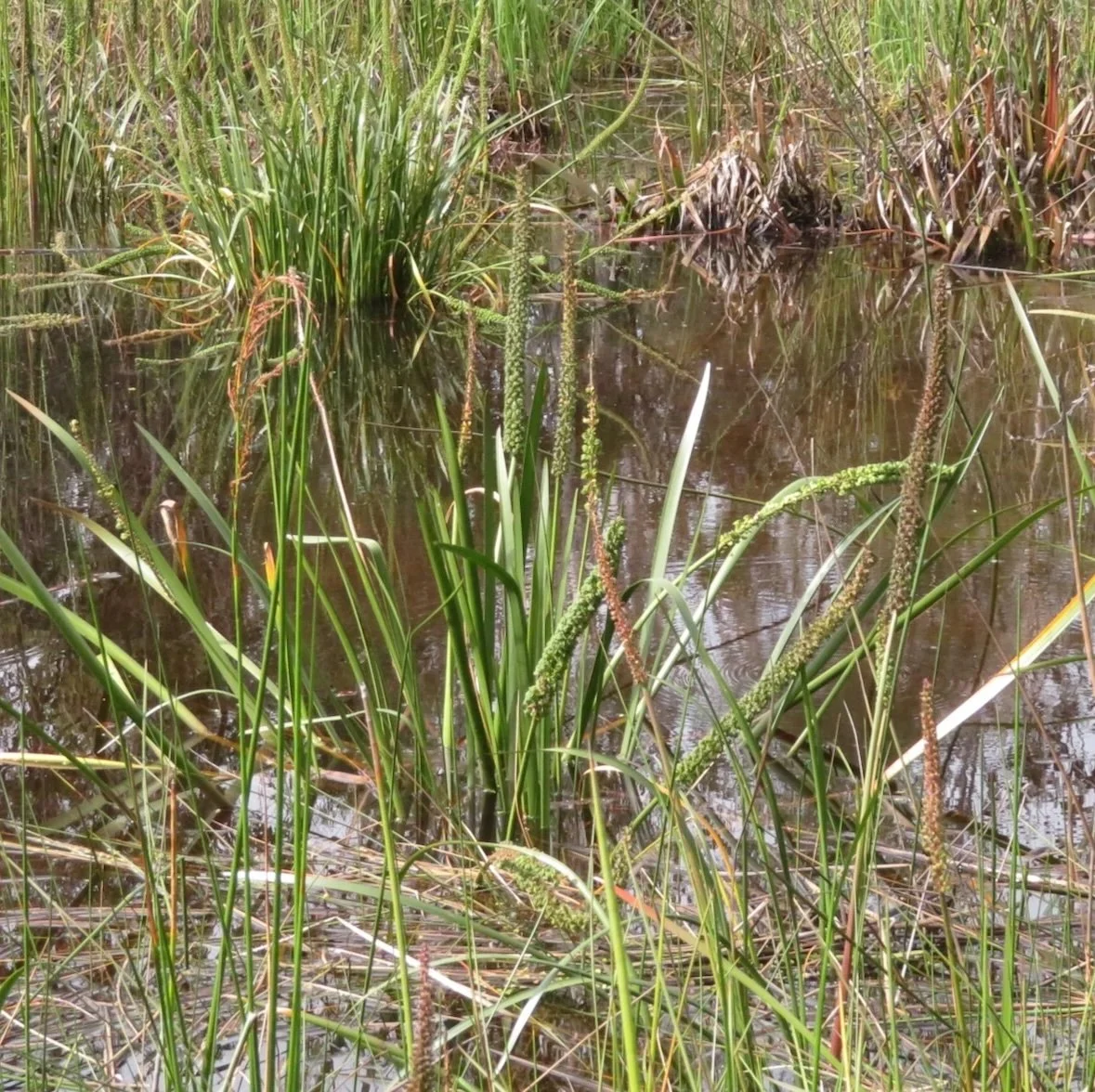Water ribbons (Cycnogeton procerum)