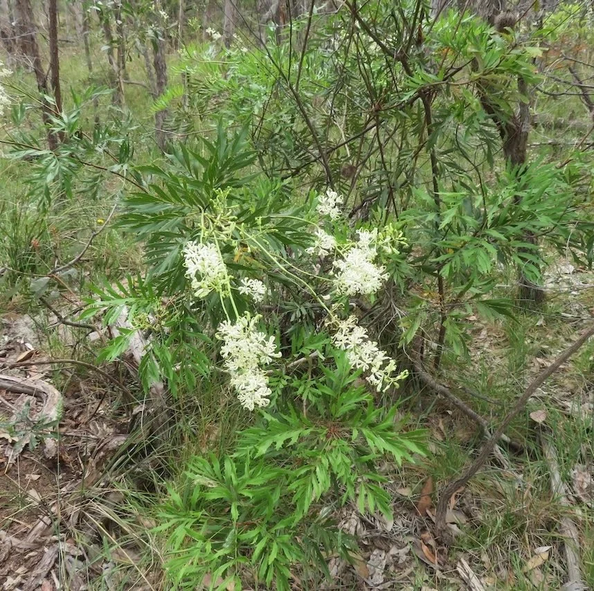 Crinkle bush (Lomatia silaifolia) in flower