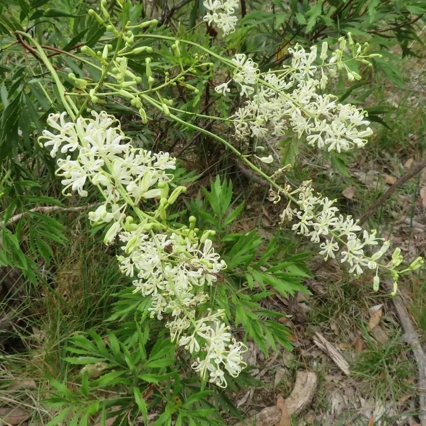 Crinkle bush (Lomatia silaifolia) in flower
