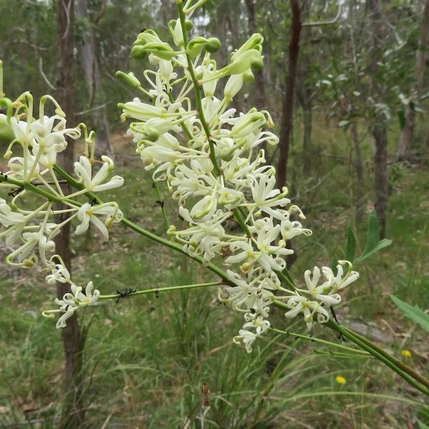 Crinkle bush (Lomatia silaifolia) in flower