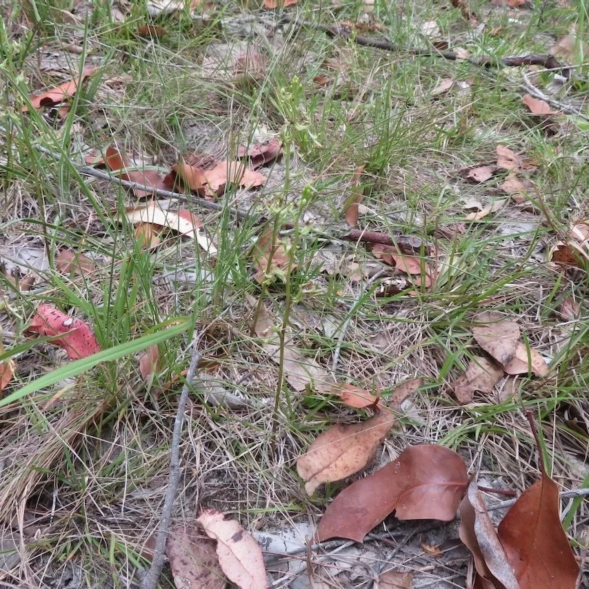 Elbow Orchid (Arthrochilus prolixus) flowers are tiny