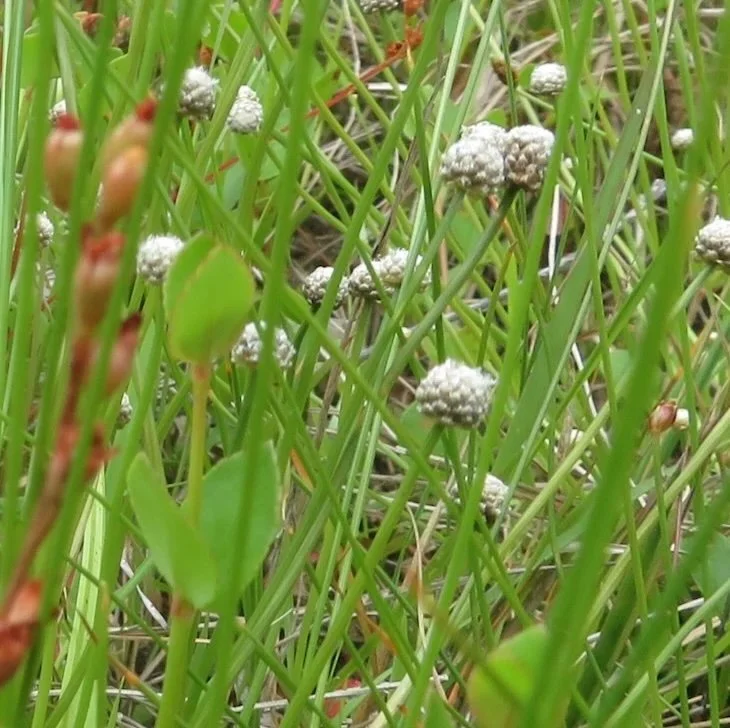 Little hatpins (Eriocaulon scariosum)