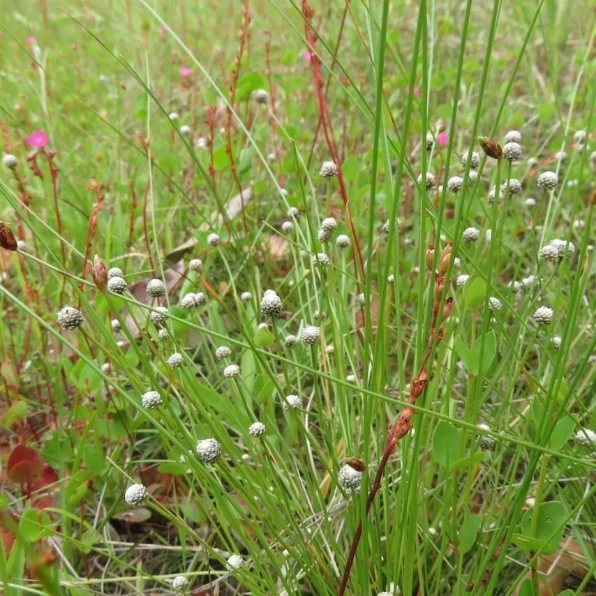 Little hatpins (Eriocaulon scariosum)