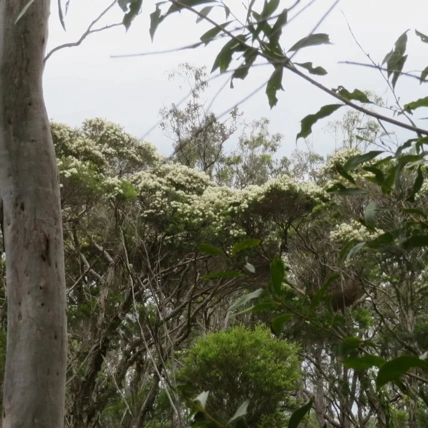 Snow in Summer (Melaleuca linariifolia)  in flower