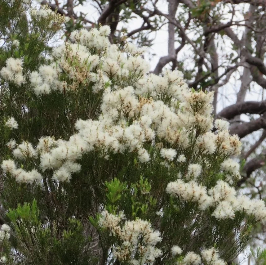 Snow in Summer (Melaleuca linariifolia)  in flower