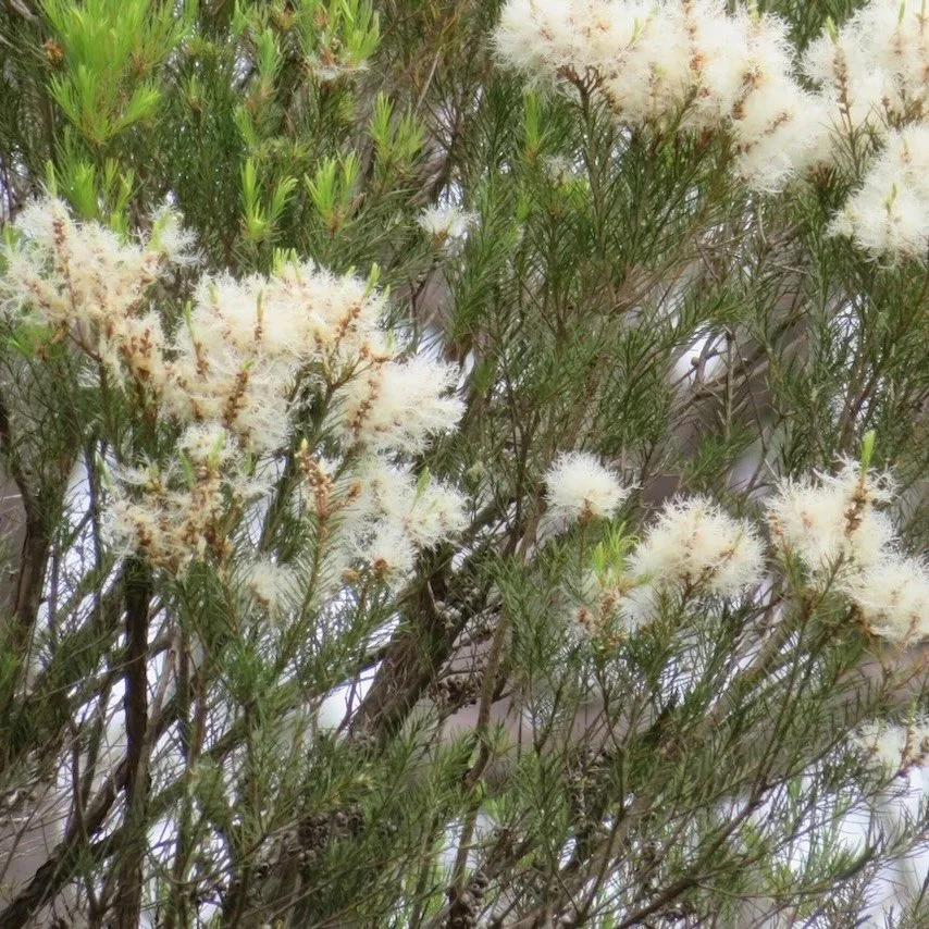 Snow in Summer (Melaleuca linariifolia)  in flower