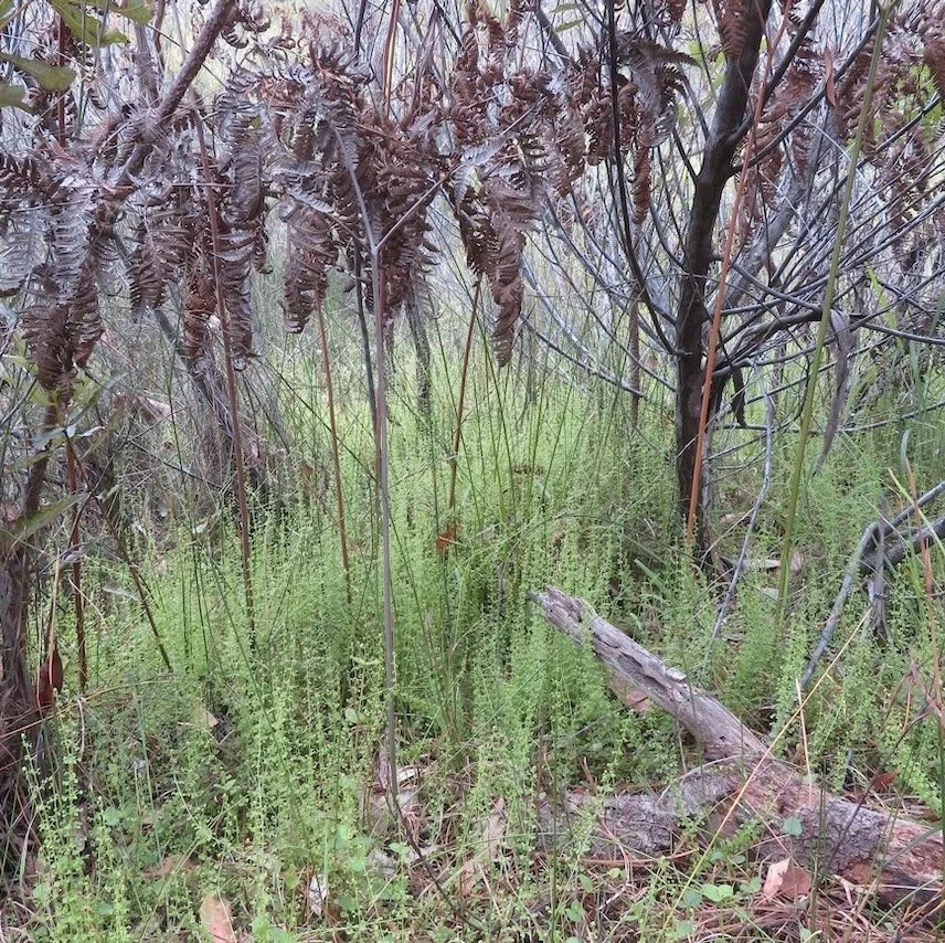 The slender screw fern (Lindsaea incisa) is a small fern that is endangered in NSW.