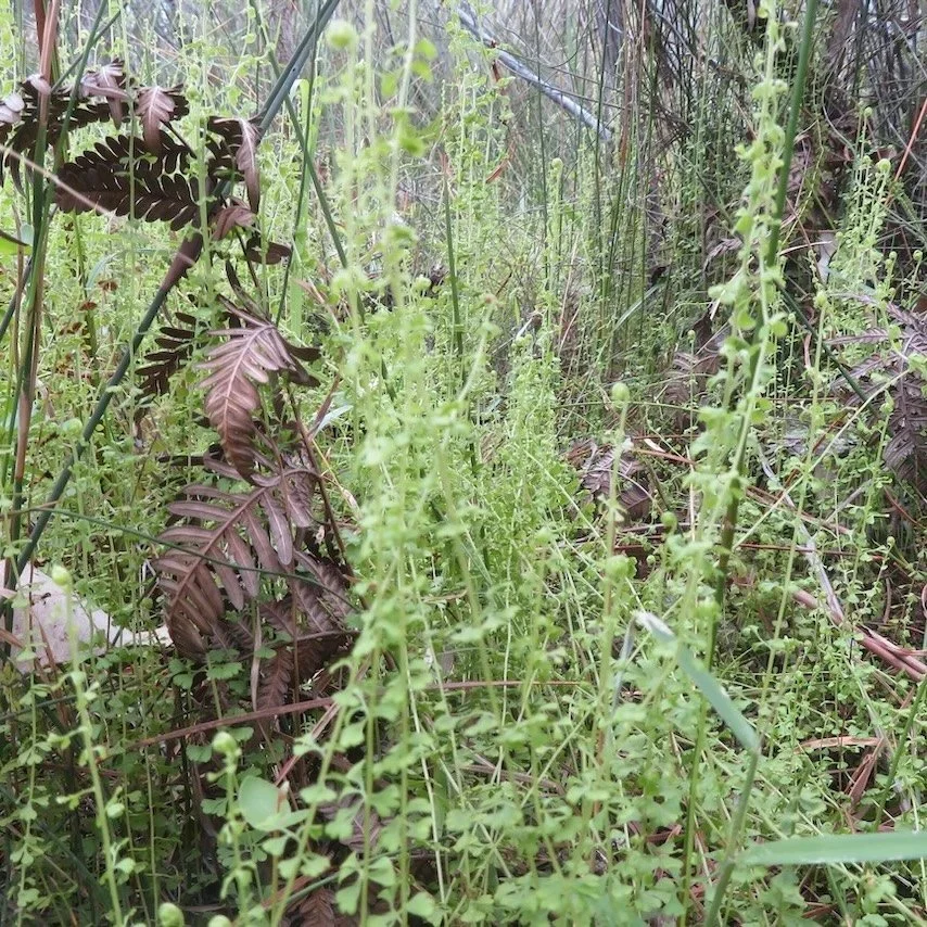 The slender screw fern (Lindsaea incisa) is a small fern that is endangered in NSW.